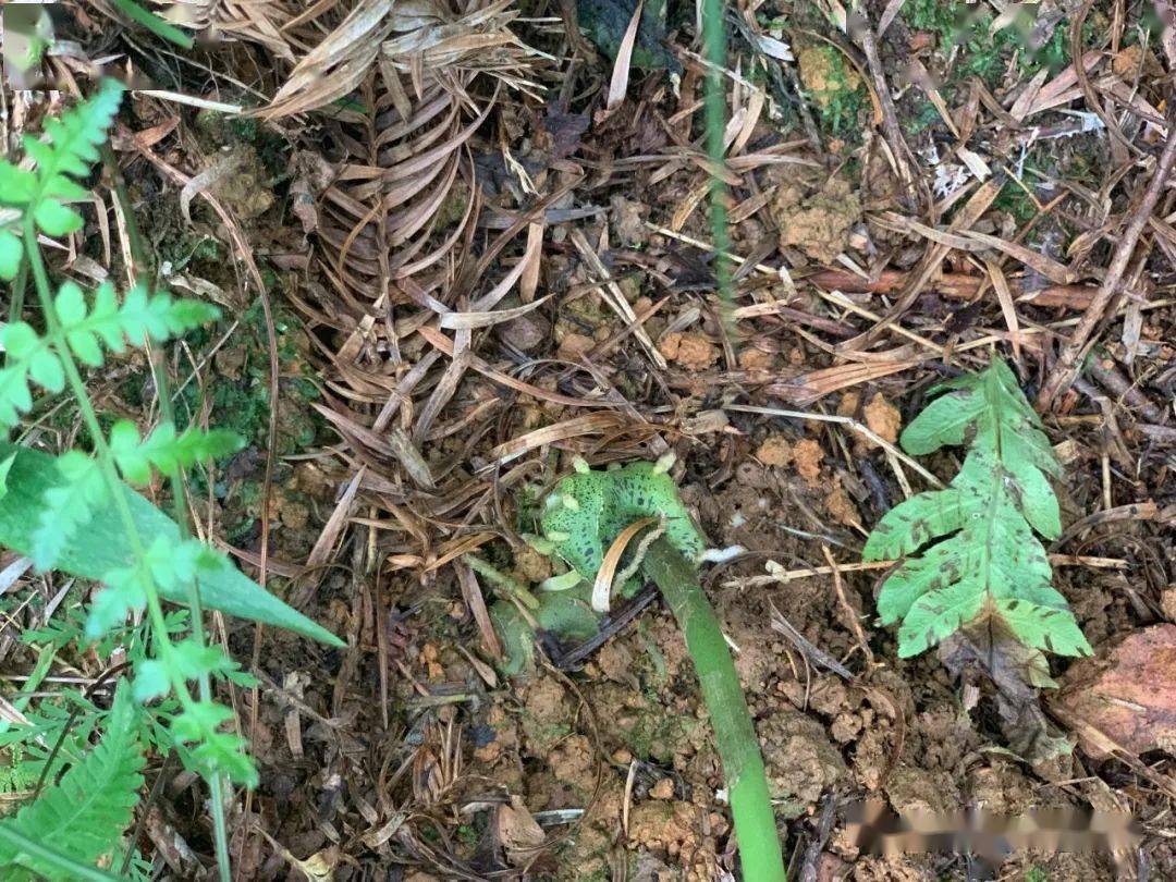 种植石菖蒲前景_致富石种植菖蒲好吗_种植石菖蒲致富