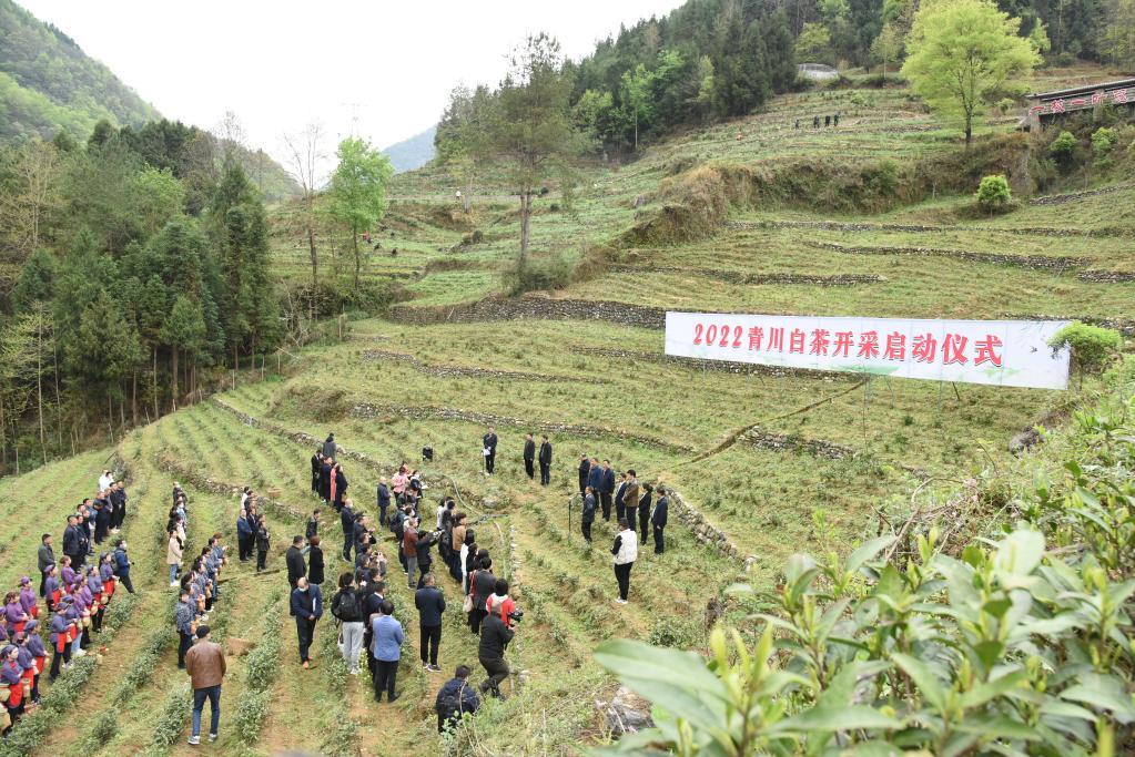 白茶种植致富视频_种植白茶赚钱吗_种植白茶的市场前景