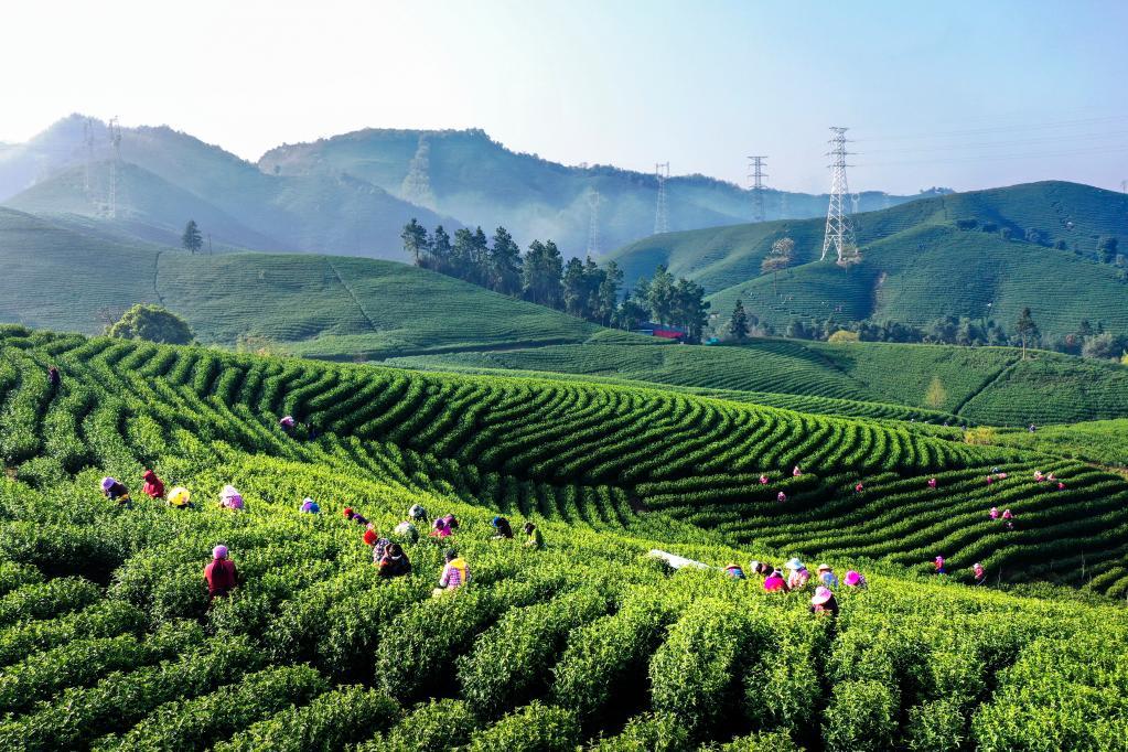 种植白茶的市场前景_白茶种植致富视频_种植白茶赚钱吗