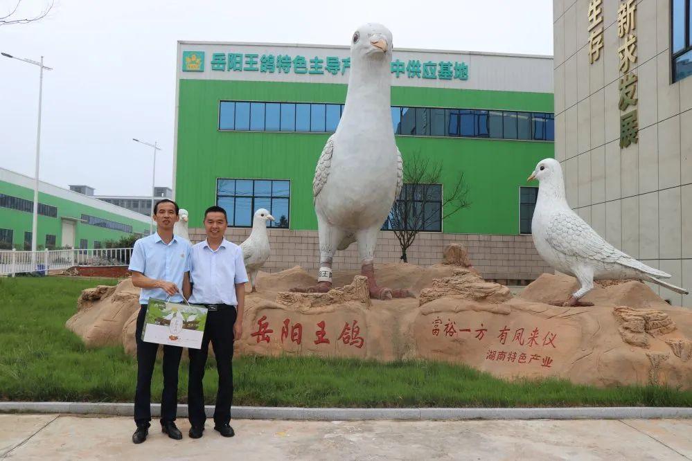 鸽子致富经_致富经蛋鸽养殖视频_致富经浙江鸽子蛋