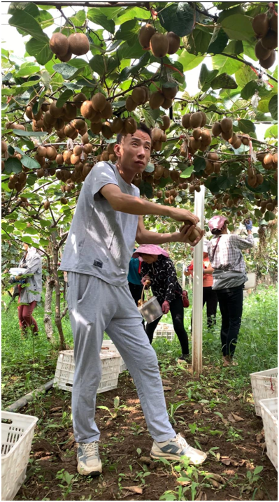 致富经驻马店核桃种植_核桃种植基地_河南种核桃