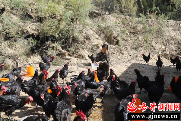 致富养殖土鸡视频_养殖致富土鸡_致富养殖土鸡图片