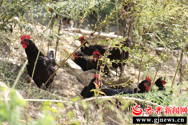 致富养殖土鸡图片_致富养殖土鸡视频_养殖致富土鸡