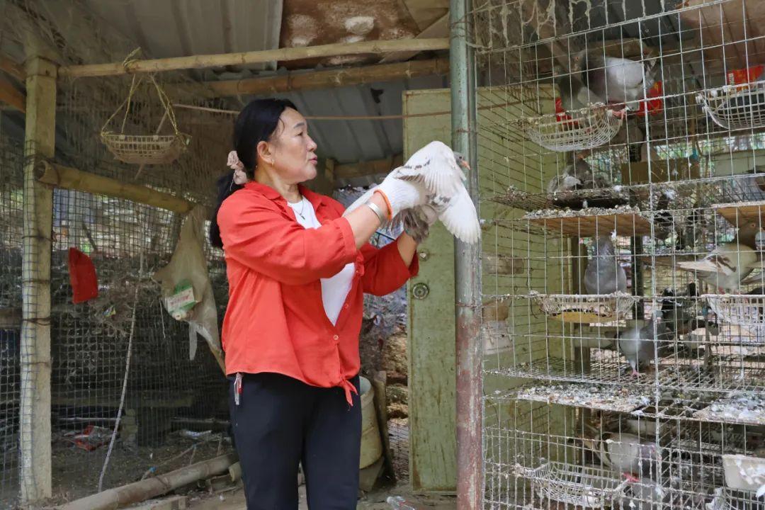 鸽子致富经_致富经浙江鸽子蛋_致富经蛋鸽养殖视频