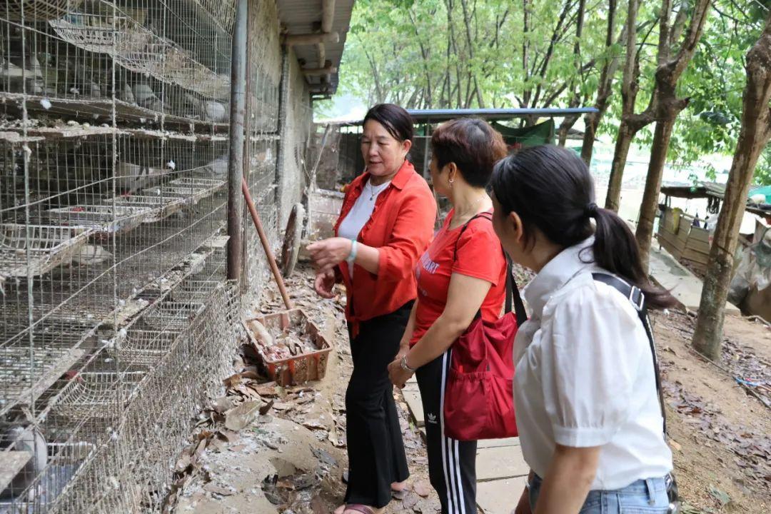 致富经蛋鸽养殖视频_致富经浙江鸽子蛋_鸽子致富经