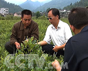 央视《致富经》———沏杯中药当茶喝