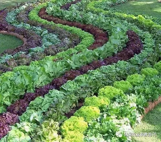 怎样种蛇豆好出苗_蛇豆种植方法和技术_蛇豆种子怎么种