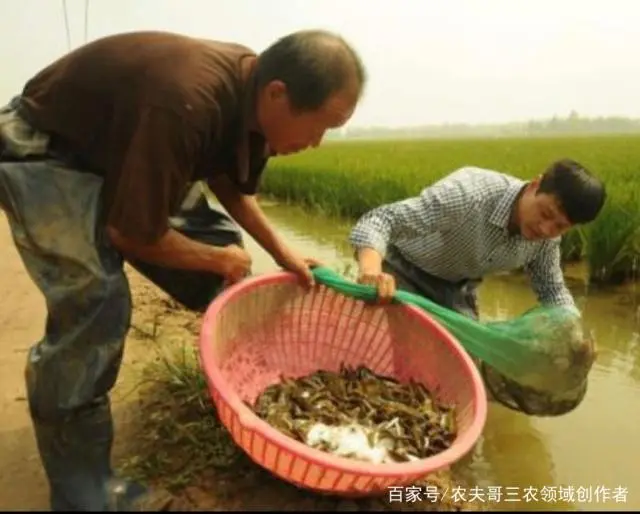 稻田套养泥鳅致富经_稻田养殖泥鳅成本利润_稻田养殖泥鳅技术视频