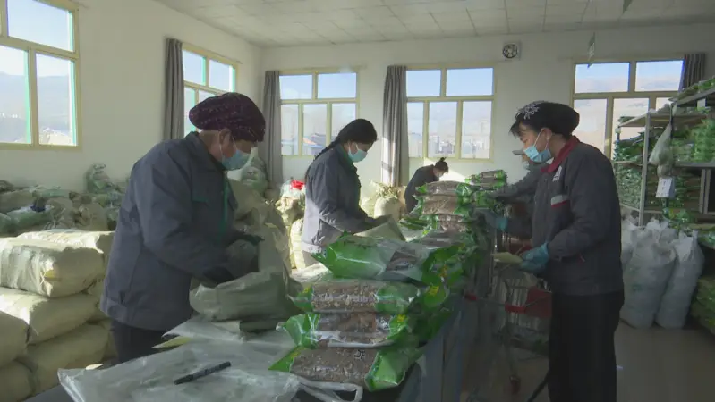 种植独活药材用什么肥料好_种植独活的经济效益_独活种植致富