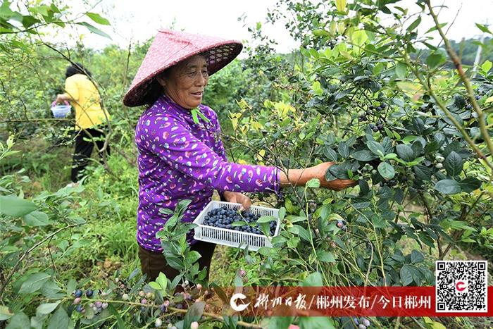 现场|蓝莓铺就致富路