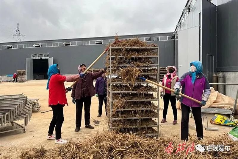 甘肃庄浪种植中药材觅得“致富方” 关山丰景“独”好