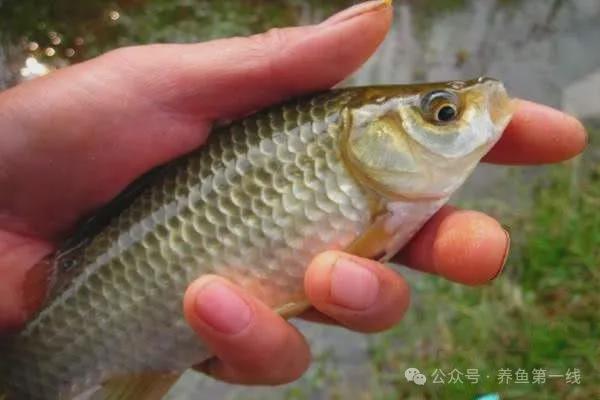 鲫鱼水花养殖技术_鲫鱼水花培育技术_养殖鲫鱼水花技术视频