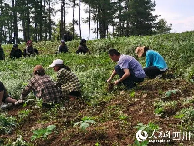 四川这所高校在凉山带村民走上致富路