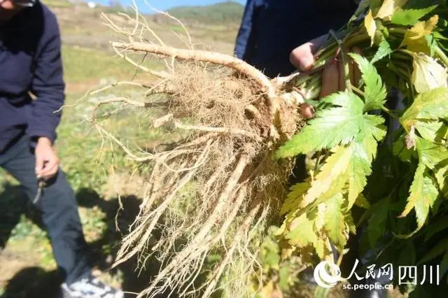 独活种植前景_独活种植致富_种植独活每亩产量多少