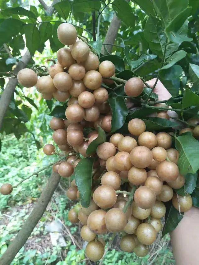 黄皮果种植技术_种植果黄皮技术要求_种植果黄皮技术视频