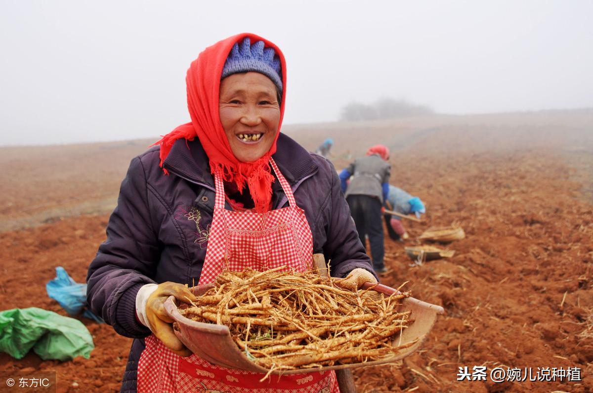 党参种植前景及亩收益_党参种植技术及亩量_党参种植亩产量及效益