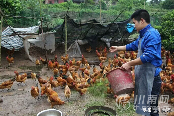 美国石鸡致富经_美国石鸡致富经_美国石鸡致富经