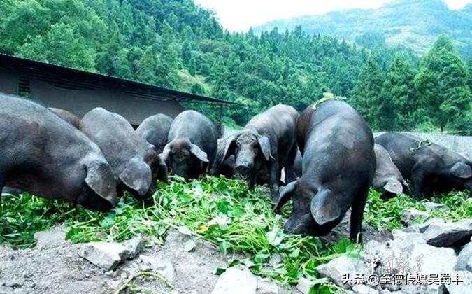 重庆涪陵养黑猪致富经视频_重庆养殖致富黑猪_重庆黑猪养殖场