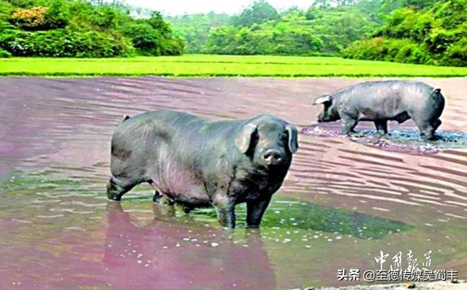 重庆养殖致富黑猪_重庆涪陵养黑猪致富经视频_重庆黑猪养殖场