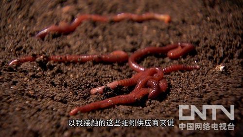 养殖鳗鱼赚钱吗_致富经鳗鱼养殖视频_致富经cctv7养鳗鱼至少2千万