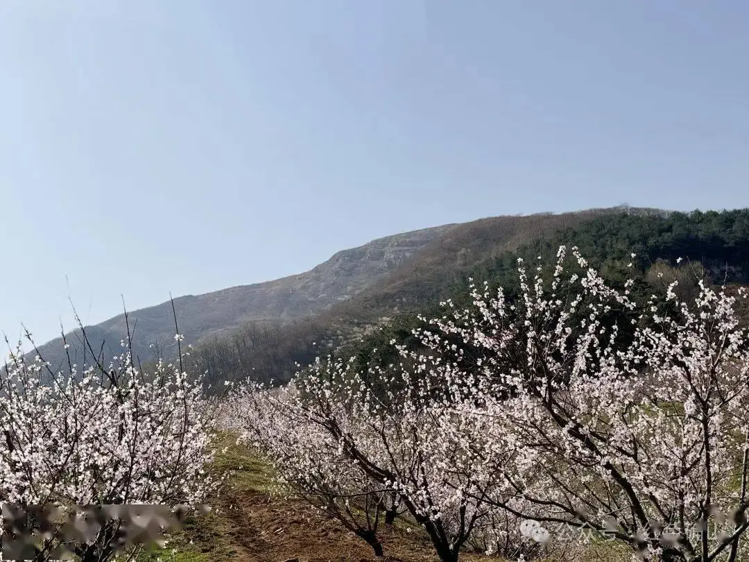 【传播】确山：蚂蚁山下千亩桃花开