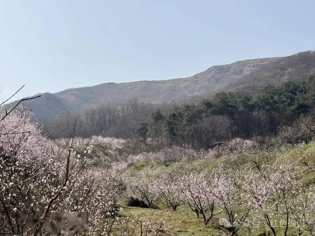 桃花种植基地_桃花庄种植致富_致富经桃树种植视频