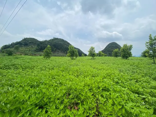 中药材养猪_致富经中草药养猪配方_中药养猪致富经