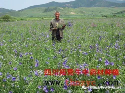 怎样种植半夏_室内半夏种植技术_室内种植半夏技术视频