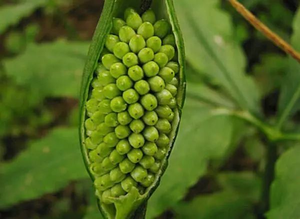 室内种植半夏技术视频_室内半夏种植技术_室内种植半夏技术要点