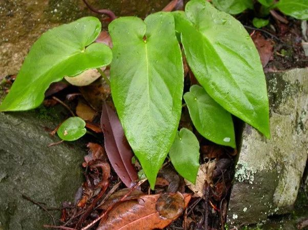 室内种植半夏技术要点_室内半夏种植技术_室内种植半夏技术视频