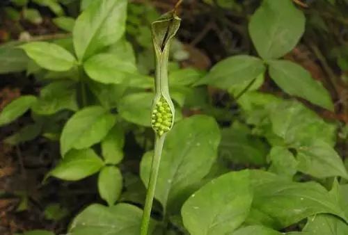 室内种植半夏技术视频_室内半夏种植技术_室内种植半夏技术要点