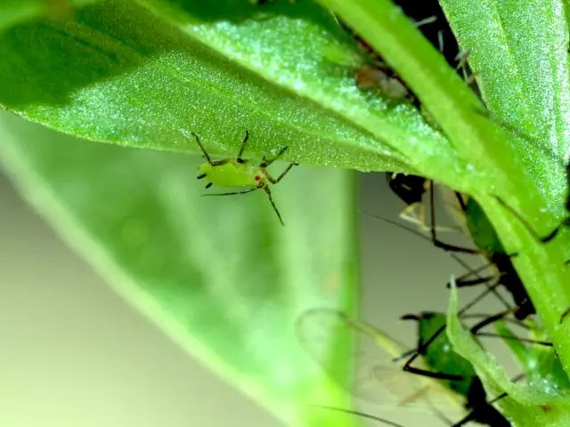 室内种植半夏技术视频_室内半夏种植技术_室内种植半夏技术要点