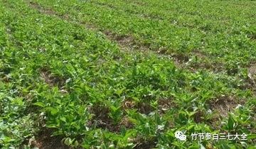 室内半夏种植技术_怎样种植半夏_室内种植半夏技术要点