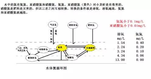 田螺高产养殖技术_养殖高产田螺技术要点_养殖高产田螺技术要求