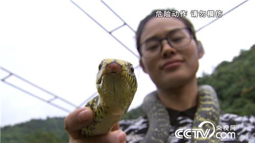 致富经：美女爱毒蛇 财富山里来 11月30日