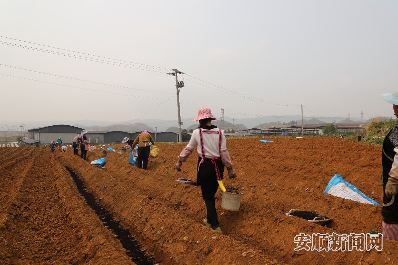 平坝合旺村：生姜种植托起群众致富梦