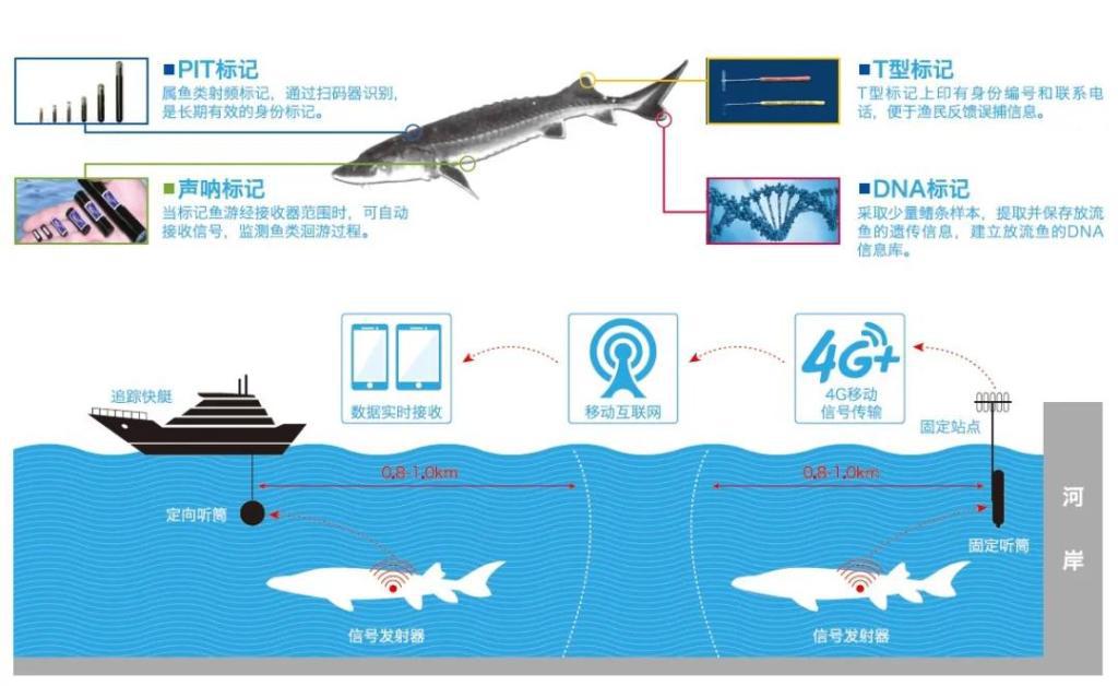 水库的养殖技术_水库养殖技术视频_水库养鱼技术