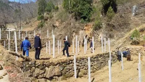 山阳县色河铺镇种植五味子，打开致富门