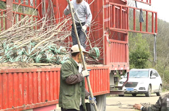 年种植什么赚钱种植致富项_大棚樱桃种植成功致富案例_东至种植致富树