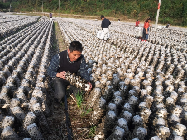 蘑菇种植与管理技术视频_蘑菇种植视屏_蘑菇种植视频播放