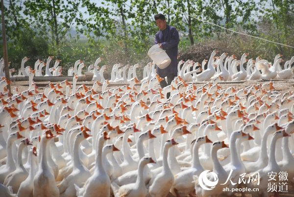 致富种植白术视频_白术种植 致富_致富种植白术图片