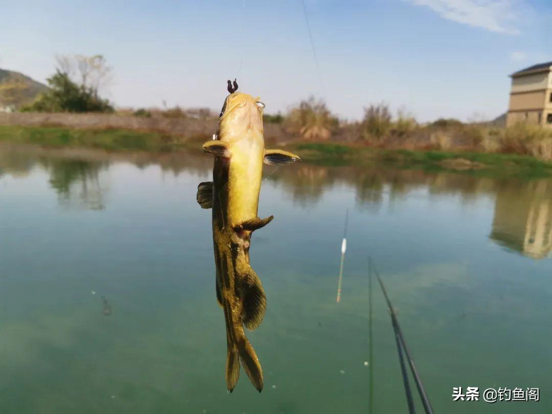 黄丫头养殖技术_黄丫头鱼养殖技术视频_黄丫头养殖多久出栏