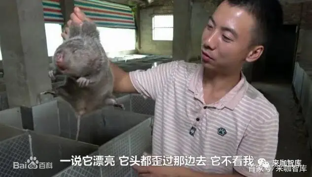 香猪养殖赚钱吗_香猪养殖致富经_致富经香猪养殖