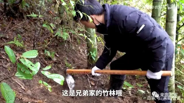 香猪养殖赚钱吗_香猪养殖致富经_致富经香猪养殖