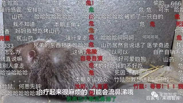 香猪养殖赚钱吗_致富经香猪养殖_香猪养殖致富经