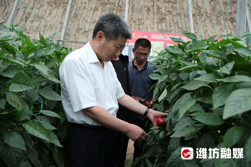 种植彩色水稻_种植彩稻致富_致富经种植水稻视频