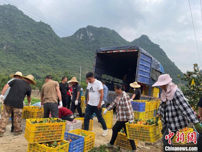 砂糖橘子种植_种植砂糖桔致富_致富种植桔砂糖怎么样