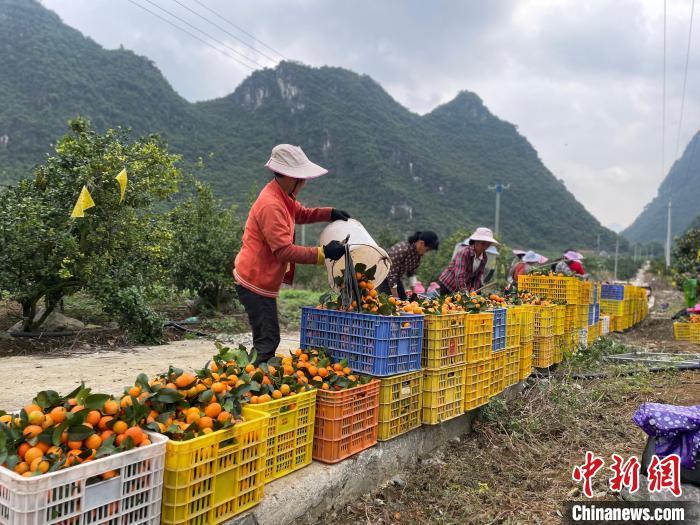 致富种植桔砂糖怎么样_种植砂糖桔致富_砂糖橘子种植