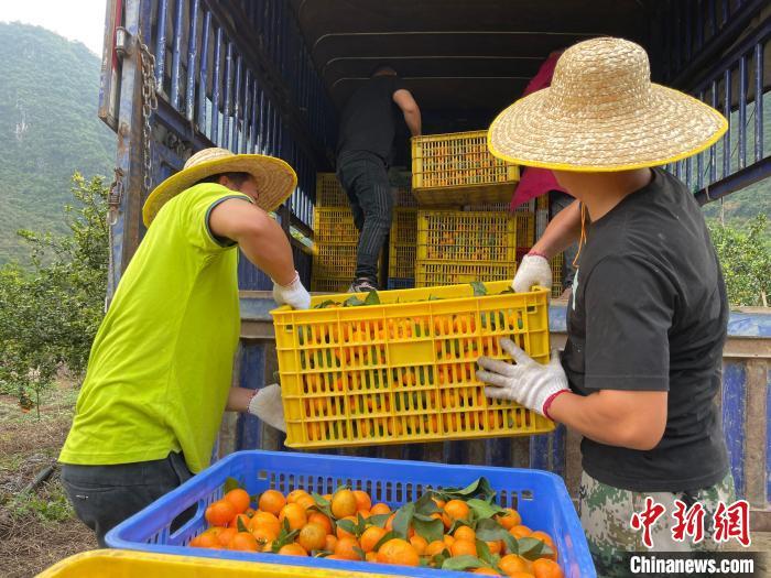 致富种植桔砂糖怎么样_砂糖橘子种植_种植砂糖桔致富