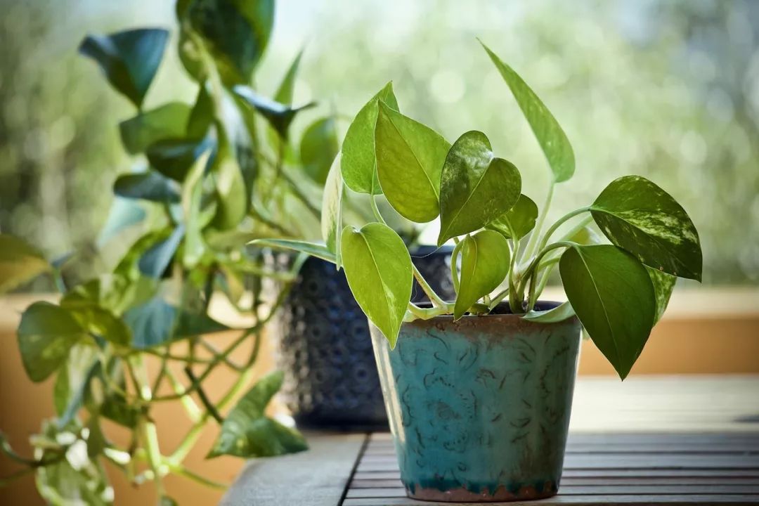 绿箩种植技术_种植绿箩技术视频教程_怎样种植绿萝绿萝的栽培技术